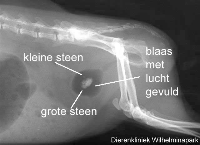 Op de rntgenfoto is te zien dat er stenen in de blaas en in de nier aanwezig zijn